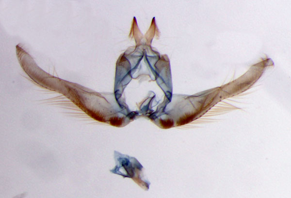 /filer/webapps/moths/media/images/L/lukimayumbe_Gnathodracon_GMHT_RMCA.jpg