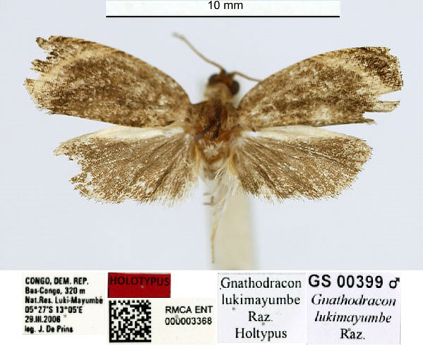 /filer/webapps/moths/media/images/L/lukimayumbe_Gnathodracon_HT_RMCA.jpg