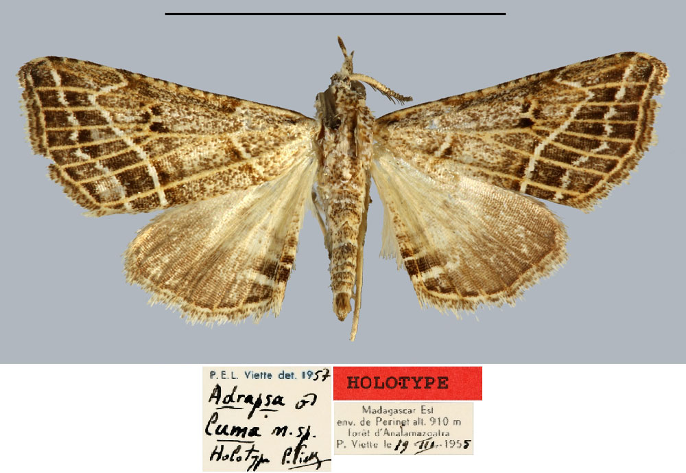 /filer/webapps/moths/media/images/L/luma_Adrapsa_HT_MNHN.jpg
