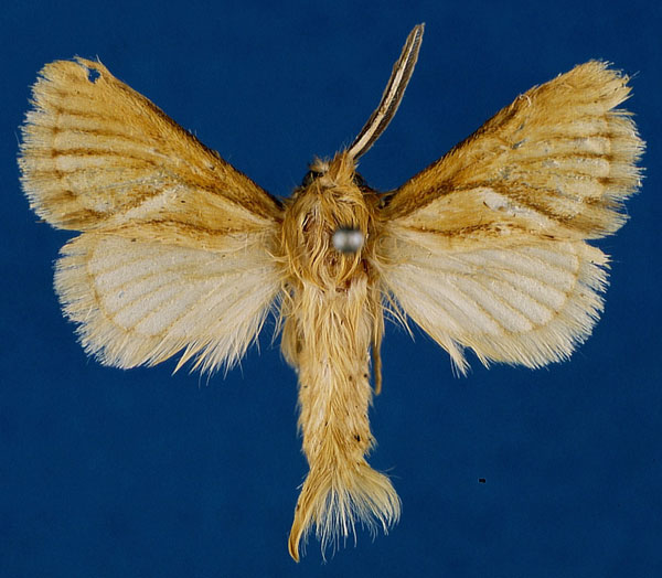 /filer/webapps/moths/media/images/L/lumbuaensis_Mountelgonia_HT_Lehmann_vlBjAEO.jpg
