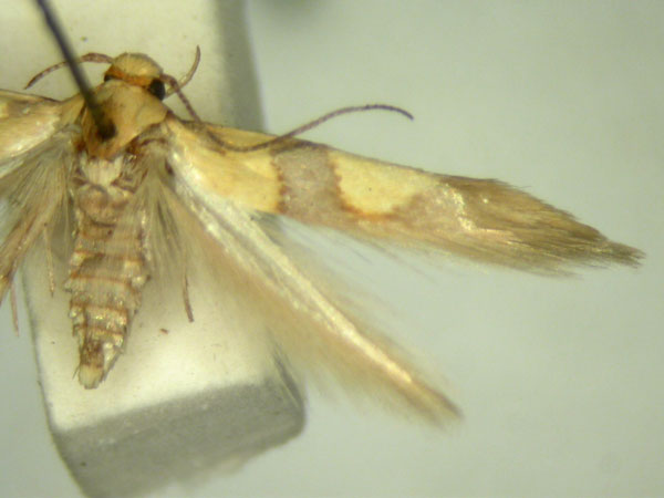 /filer/webapps/moths/media/images/L/luminata_Stathmopoda_HT232_TMSA_02.jpg