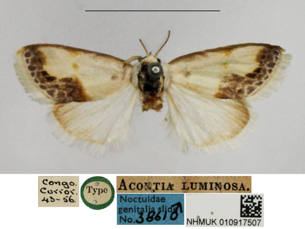 /filer/webapps/moths/media/images/L/luminosa_Acontia_HT_NHMUK.jpg
