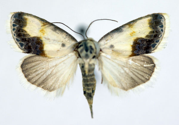 /filer/webapps/moths/media/images/L/luminosa_Negeta_AF_Aulombard.jpg