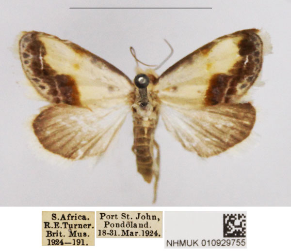 /filer/webapps/moths/media/images/L/luminosa_Negeta_AF_NHMUK.jpg