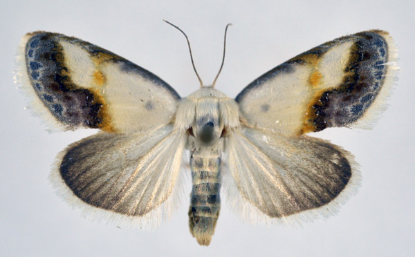 /filer/webapps/moths/media/images/L/luminosa_Negeta_AM_NHMO.jpg