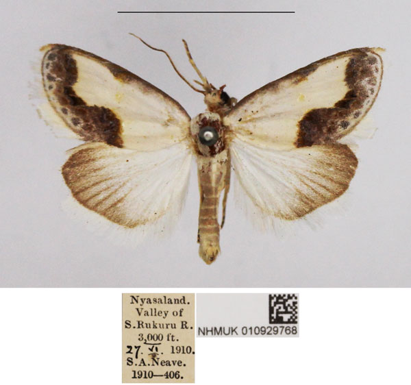 /filer/webapps/moths/media/images/L/luminosa_Negeta_AM_NHMUK.jpg
