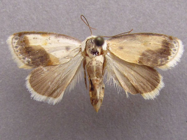 /filer/webapps/moths/media/images/L/luminosa_Negeta_A_Baron_01.jpg