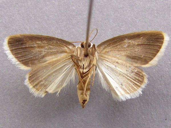 /filer/webapps/moths/media/images/L/luminosa_Negeta_A_Baron_02.jpg