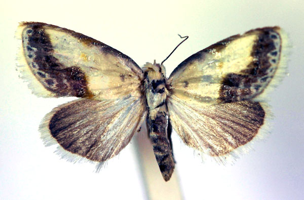 /filer/webapps/moths/media/images/L/luminosa_Negeta_A_RMCA.jpg