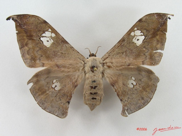 /filer/webapps/moths/media/images/L/luminosa_Orthogonioptilum_AF_Alberta_01.jpg