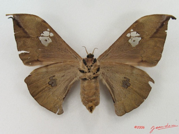 /filer/webapps/moths/media/images/L/luminosa_Orthogonioptilum_AF_Albertb_01.jpg