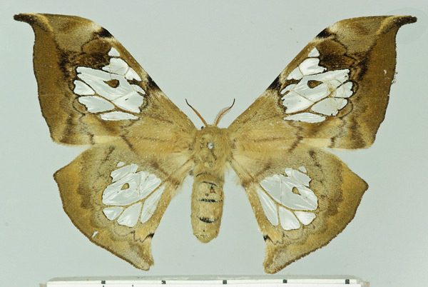 /filer/webapps/moths/media/images/L/luminosa_Orthogonioptilum_AF_Basquin.jpg