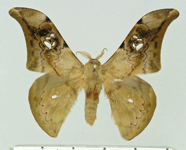 /filer/webapps/moths/media/images/L/luminosa_Orthogonioptilum_AM_Basquin.jpg