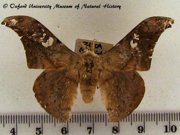 /filer/webapps/moths/media/images/L/luminosa_Orthogonioptilum_AM_OUMNH.jpg