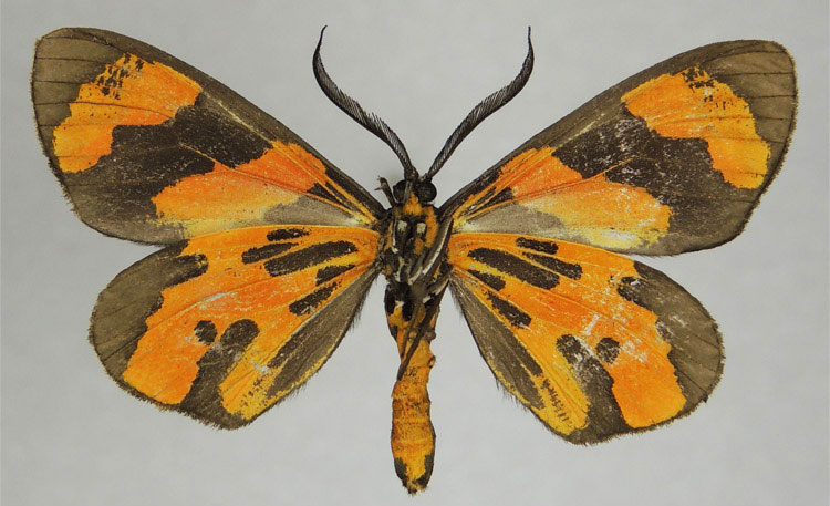 /filer/webapps/moths/media/images/L/luminosa_Pitthea_HT_ZSMb.jpg