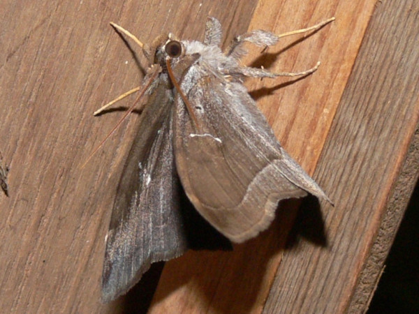 /filer/webapps/moths/media/images/L/lumma_Taviodes_A_Goff_03.jpg