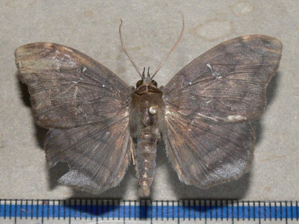 /filer/webapps/moths/media/images/L/lumma_Taviodes_A_Goffa_01.jpg