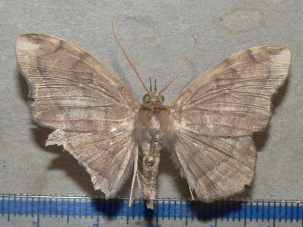 /filer/webapps/moths/media/images/L/lumma_Taviodes_A_Goffa_02.jpg