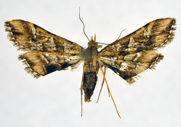 /filer/webapps/moths/media/images/L/lunalis_Diasemia_A_NHMO.jpg