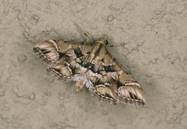 /filer/webapps/moths/media/images/L/lunalis_Diasemia_A_Roland_01.jpg