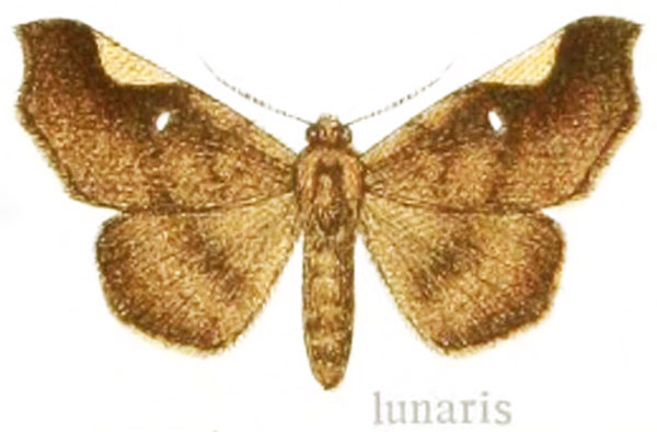 /filer/webapps/moths/media/images/L/lunaris_Libystica_ST_Gaede_41c.jpg