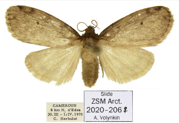 /filer/webapps/moths/media/images/L/lunaris_Thumatha_AF_ZSM.jpg