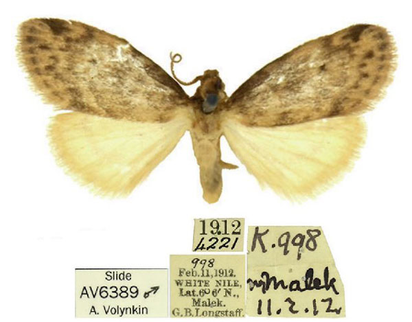 /filer/webapps/moths/media/images/L/lunaris_Thumatha_AM_OUMNH.jpg
