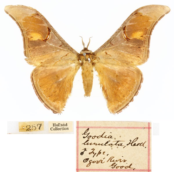 /filer/webapps/moths/media/images/L/lunata_Dogoia_HT_CMP_01.jpg