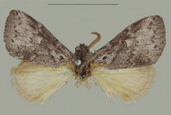 /filer/webapps/moths/media/images/L/lunata_Haplopacha_HT_BMNH_HpZGbUS.jpg