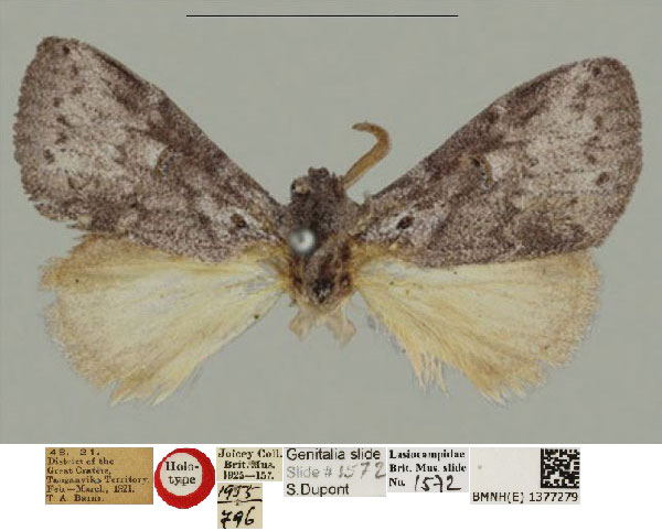 /filer/webapps/moths/media/images/L/lunata_Haplopacha_HT_BMNH_QK6nqRQ.jpg