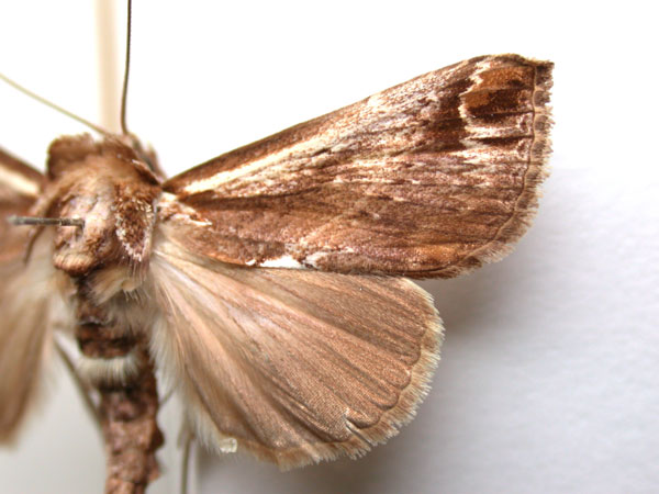 /filer/webapps/moths/media/images/L/lunata_Risoba_A_Revell.jpg