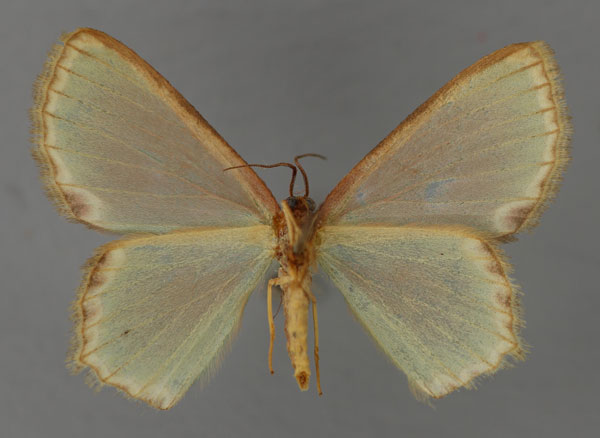 /filer/webapps/moths/media/images/L/lunatimargo_Heterorachis_A_ZSM_02.jpg