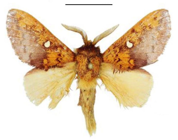 /filer/webapps/moths/media/images/L/lunda_Hypotrabala_HT_ANHRT.jpg