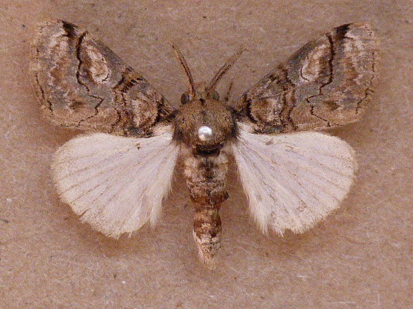 /filer/webapps/moths/media/images/L/lunensis_Laelia_A_Butler.jpg