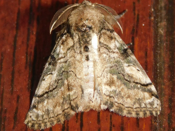 /filer/webapps/moths/media/images/L/lunensis_Laelia_A_Grobler.jpg