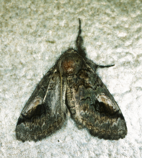 /filer/webapps/moths/media/images/L/lunensis_Laelia_A_Roland_01.jpg