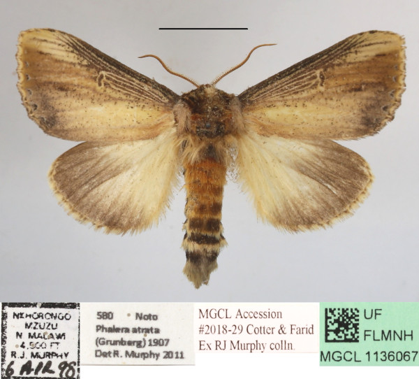 /filer/webapps/moths/media/images/L/lungu_Antheua_A_MGCLa_01.JPG