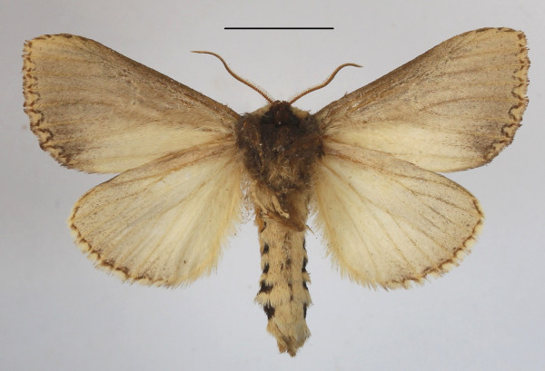 /filer/webapps/moths/media/images/L/lungu_Antheua_A_MGCLb_01.JPG