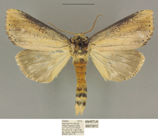 /filer/webapps/moths/media/images/L/lungu_Antheua_PTM_ANHRT.jpg