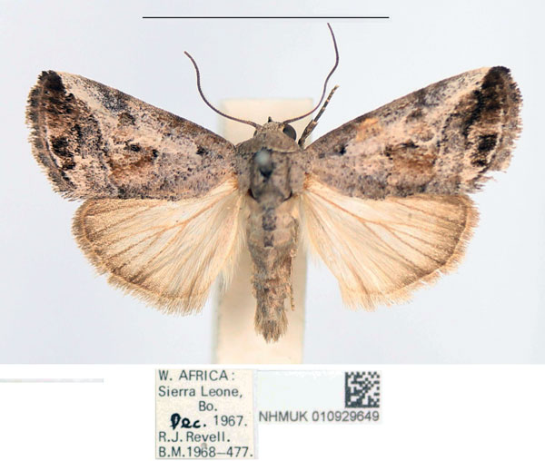 /filer/webapps/moths/media/images/L/lunifera_Bryophilopsis_AM_NHMUK.jpg