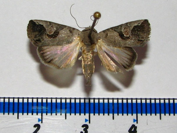 /filer/webapps/moths/media/images/L/lunifera_Bryophilopsis_A_Goff_01.jpg
