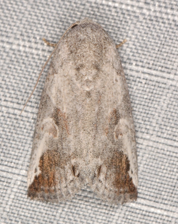 /filer/webapps/moths/media/images/L/lunifera_Bryophilopsis_A_Heyns_01.jpg