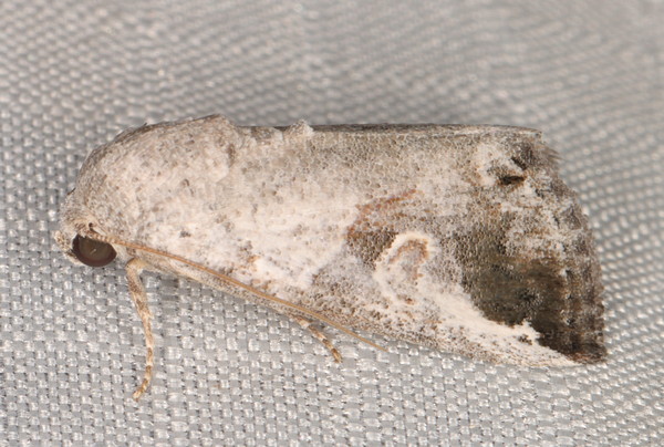 /filer/webapps/moths/media/images/L/lunifera_Bryophilopsis_A_Heyns_02.jpg