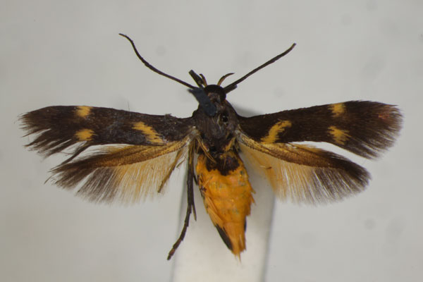 /filer/webapps/moths/media/images/L/lunifera_Eretmocera_A_BMNH.jpg