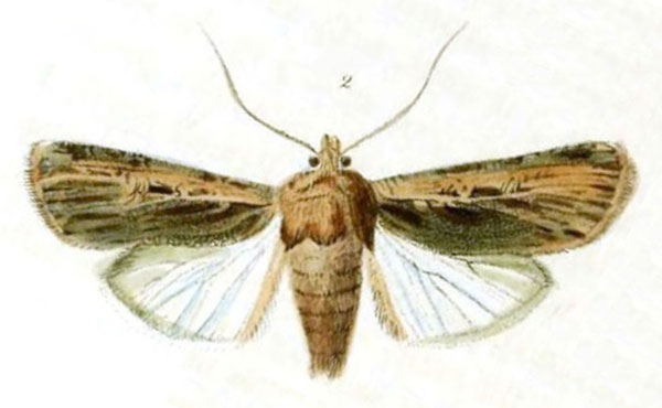 /filer/webapps/moths/media/images/L/lunigera_Agrotis_ST_Stephens_20-2.jpg