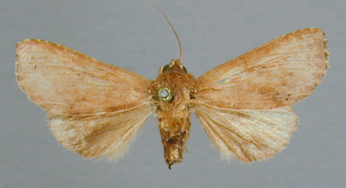 /filer/webapps/moths/media/images/L/lunula_Scranciola_HT_RMCA.jpg