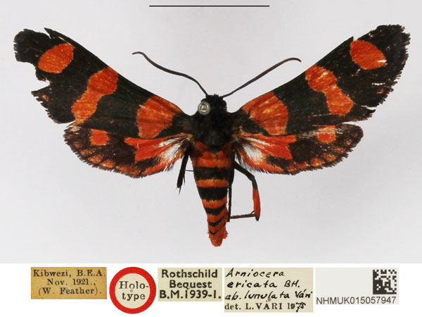 /filer/webapps/moths/media/images/L/lunulata_Arniocera_AM_NHMUK.jpg