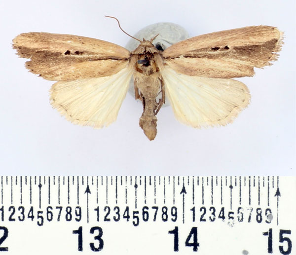 /filer/webapps/moths/media/images/L/lunulata_Mythimna_AF_BMNH.jpg
