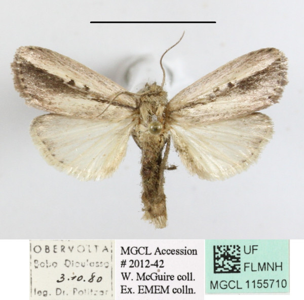 /filer/webapps/moths/media/images/L/lunulata_Mythimna_A_MGCLa_01.JPG