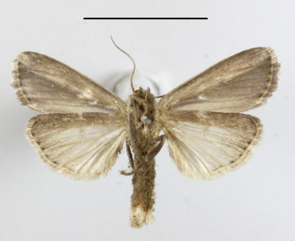 /filer/webapps/moths/media/images/L/lunulata_Mythimna_A_MGCLb_01.JPG